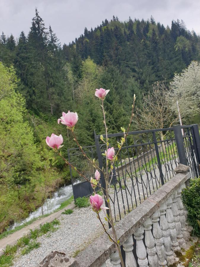 Pensiunea Cheile Repezii Borşa Exteriér fotografie